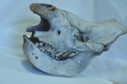 Natural History